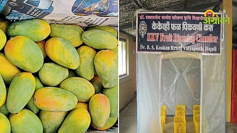 Safe mango ripening methods without chemicals