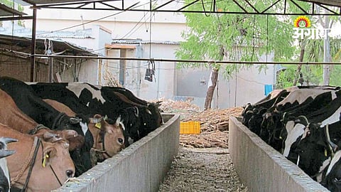 Animal Acidosis