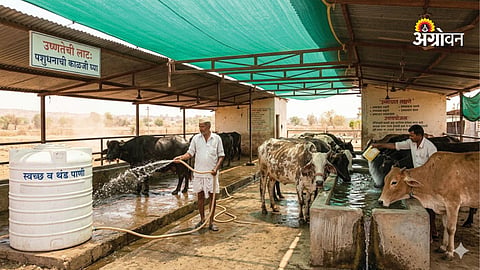 Impact of heatwave on livestock health