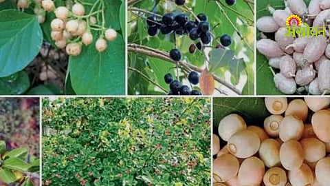 Wild Fruits