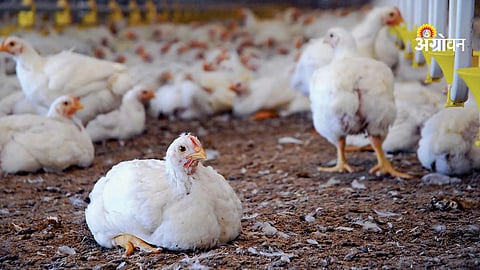 ESBL E coli poultry litter risk human health