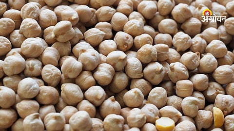 Chana market rates Maharashtra update