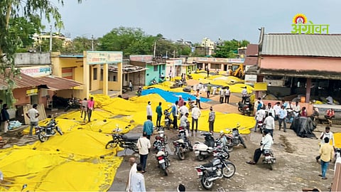 Wheat damage sudden rain market yard