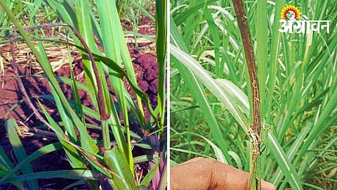Identify and Control Sugarcane Smut Before It Spreads