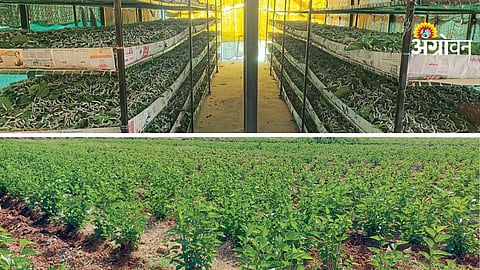 Silk Farming