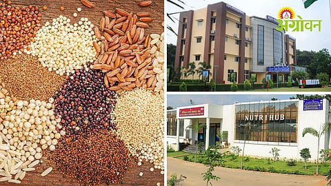 Campaign Aims to Revive Millet Consumption in India