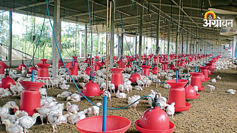 Chicken Heat Stroke