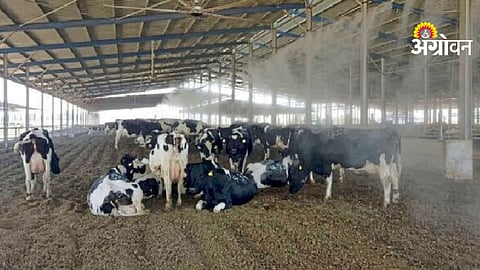 Animal Heat Stress