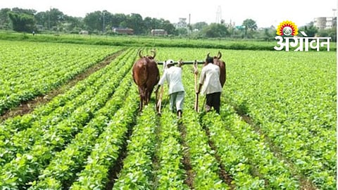 Kharif Sowing Planning