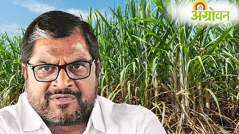 Sugarcane FRP Hike