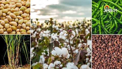 Daily agricultural commodity price update