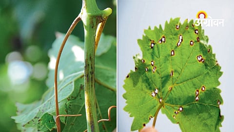 Grape Orchard Management