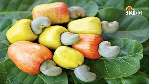 Cashew nut prices in Maharashtra market