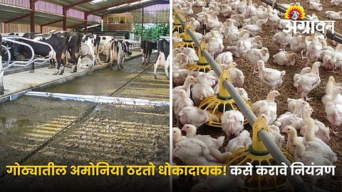 Effects of ammonia on livestock health