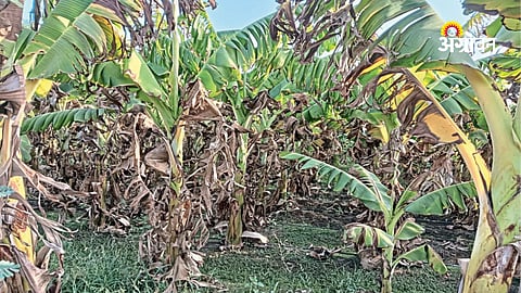 Heatwave damage to banana farms in Akola