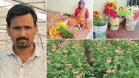 Successful gerbera flower farming story