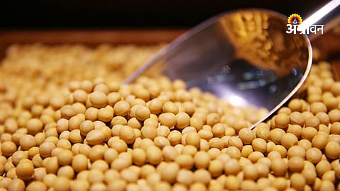 Soybean prices rise in Maharashtra market