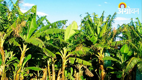 Mega Recharge Scheme and Banana Farmers’ Issues Still Pending