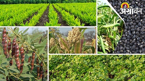 Kharif Sowing Expected on 4 Lakh Hectares in Hingoli
