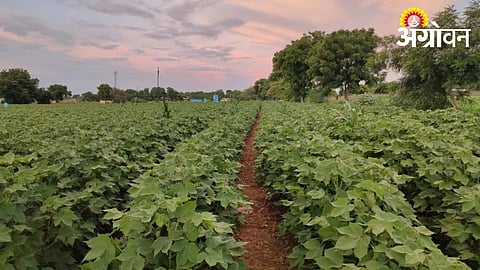 Farmers Turning Away from Cotton Due to Losses