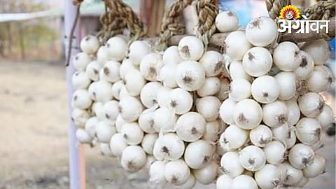 White Onion Arrives in Markets with Strong Demand in Thane