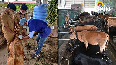 No Negligence in Veterinary Services, Warns Sangli Committee