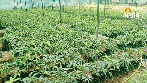 Nursery Management