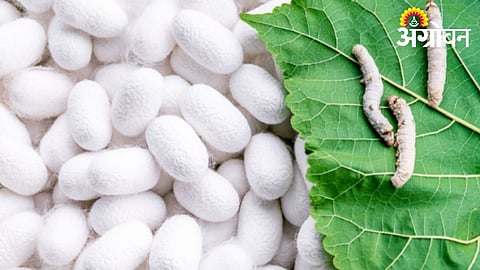 Sericulture Opens New Income Opportunities for Farmers