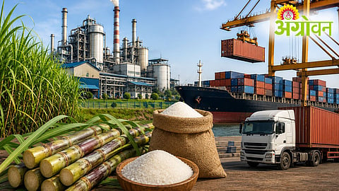Sugar Export