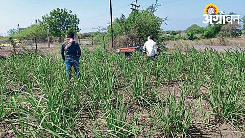 Sugarcane Farming Continues Despite Rising Heat