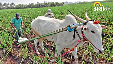 Sugarcane Farming Continues Despite Rising Heat