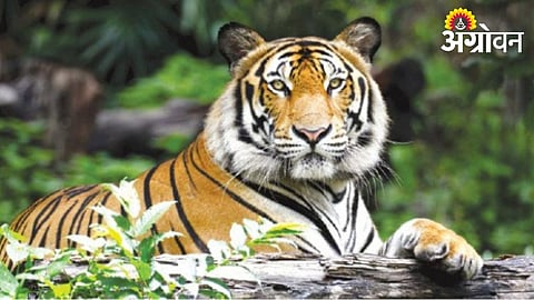 Tiger Population Rises in Bor Wildlife Reserve
