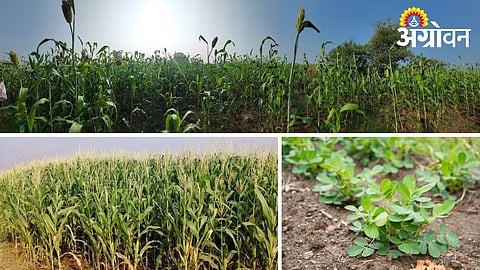 Summer Sowing Reaches 68% Across Three Districts of Marathwada
