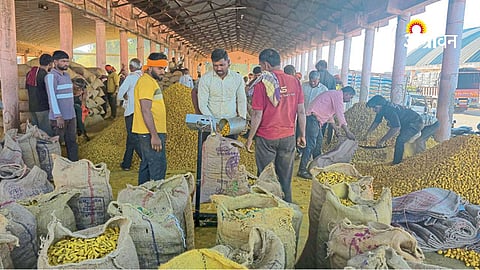 Hingoli turmeric market latest arrivals
