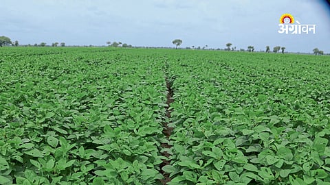 Maharashtra agricultural university seed output record