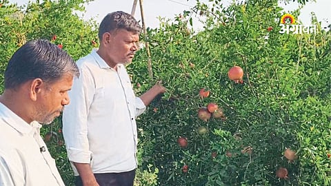 Pomegranate theft in Ambegaon taluka