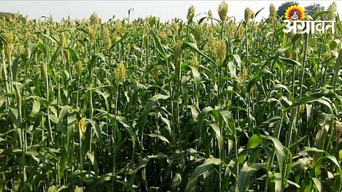Jowar Fodder Available in Abundance in Khandesh