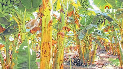 Heatwave affecting banana farming in Maharashtra