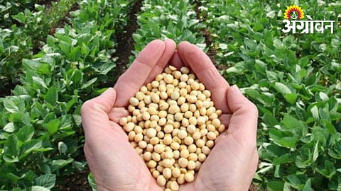 Sangli Farmers Produce 29,000 Quintals of Soybean Seeds