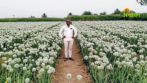 Onion seed production in Maharashtra
