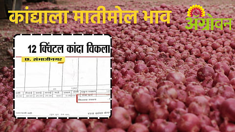 Onion Price Crash