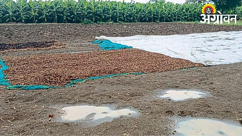 Unseasonal Rain Damages Turmeric Crop in Nanded