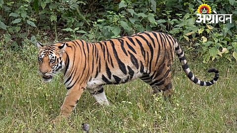 23 Tigers Spotted in Akot Wildlife Division