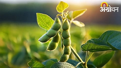 Buldhana Farmers Continue to Prefer Soybean This Kharif