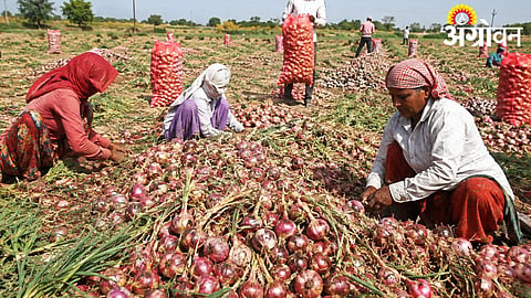 Khandesh Agriculture