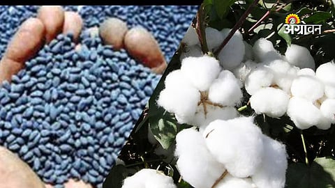 Maharashtra agriculture cotton seed update