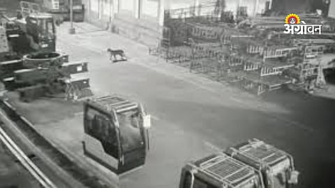 Leopard Spotted in Chakan MIDC Area