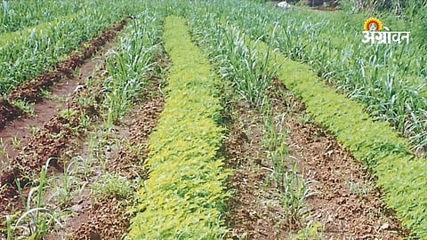Impact of climate change on soil health
