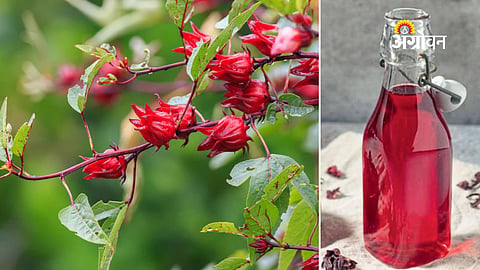 Roselle flower health drink