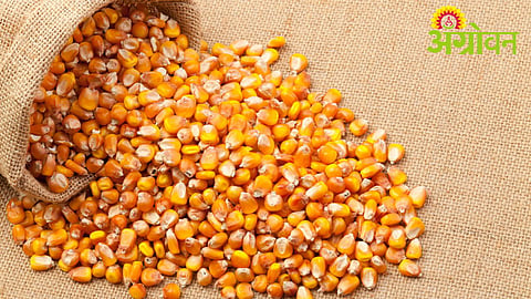 Maize Farmers Payment Pending
